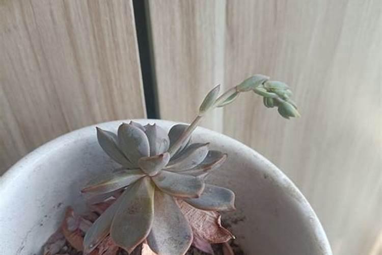 牛粪有机肥种多肉好吗