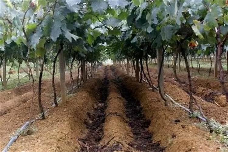 养乐多可以调什么饮料