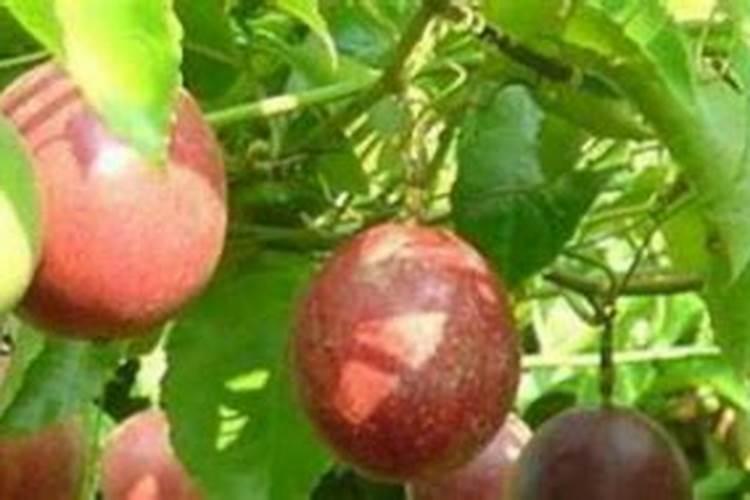 衡阳西园农副产品批发市场几点钟营业