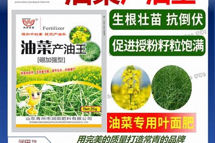 油茶怎么种植 油茶高产栽培技术与步骤