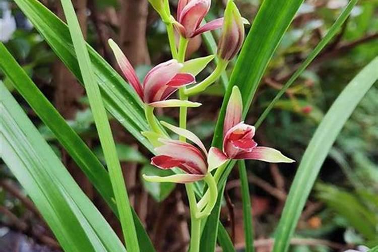 翠康力保在贡柑如何使用