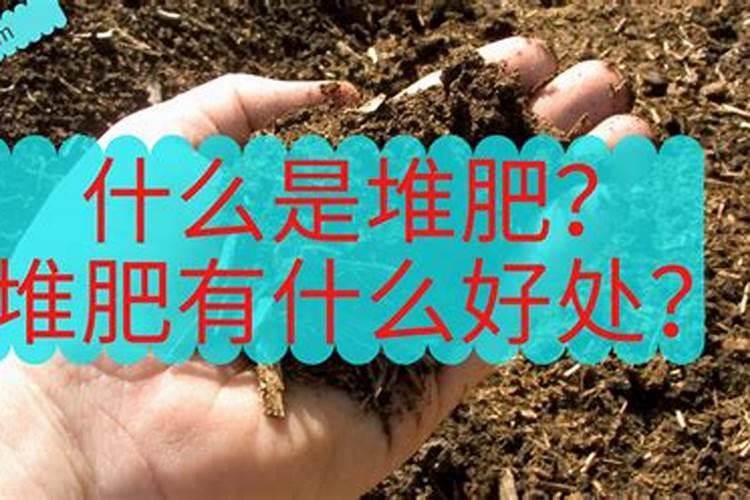 西沙群岛的海鸟吃什么