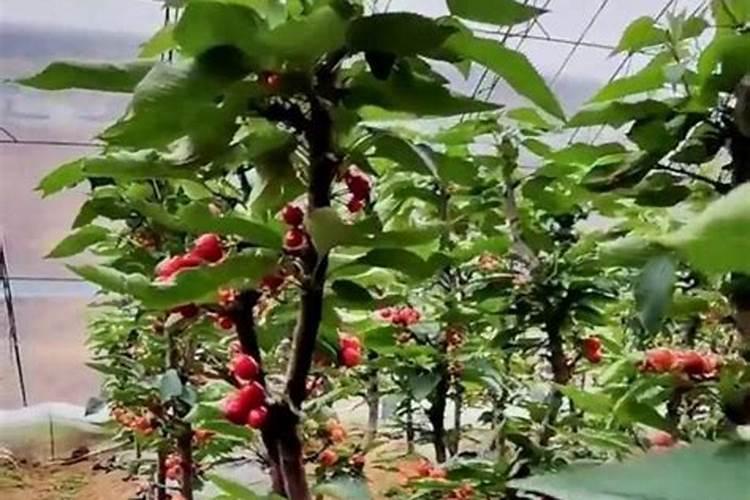 腐植酸哪个厂家最好