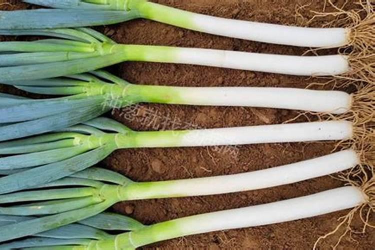 入伏了大葱上点啥肥