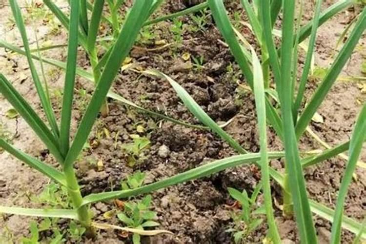 油菜施什么肥好？