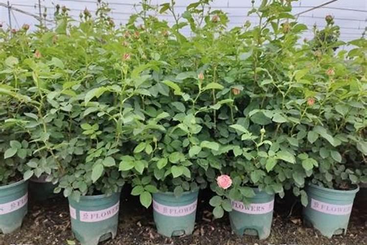 能否给新移栽的月季施肥吗