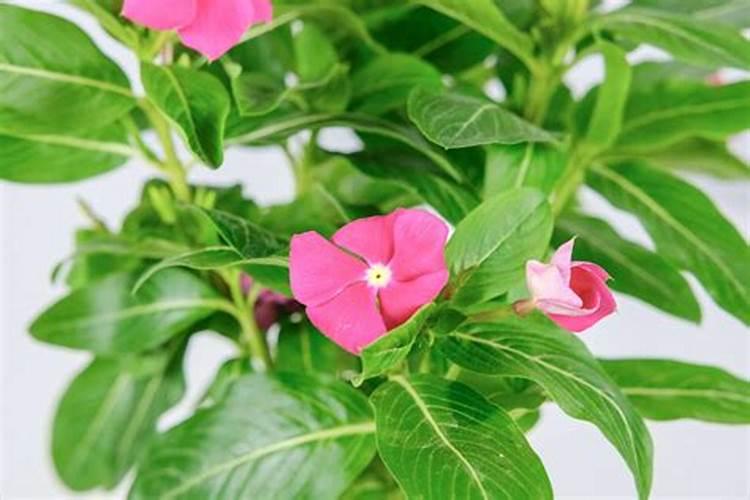 三角梅施肥用什么肥料