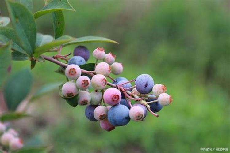 黄皮果树叶发黄怎么办