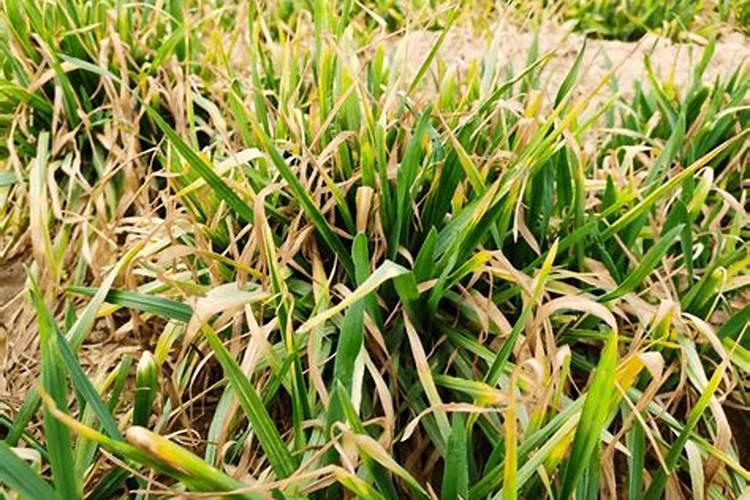 新疆玉象胡杨化工有限公司电话是多少？