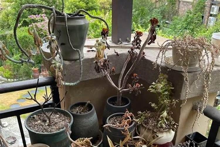 多肉植物下雨天可以放外面吗