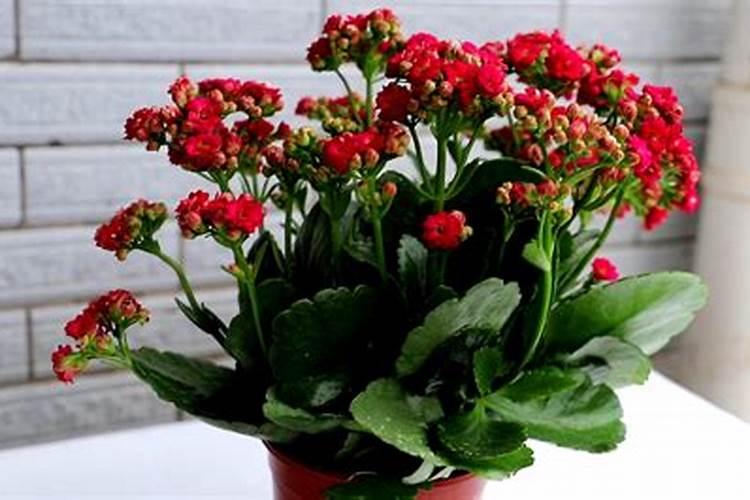 长寿花施什么肥料开花