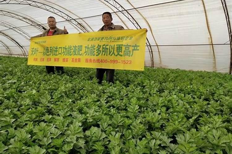 金桔使用什么肥料最好