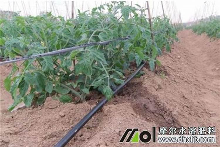 给大豆施肥,需要选用什么样的肥料？