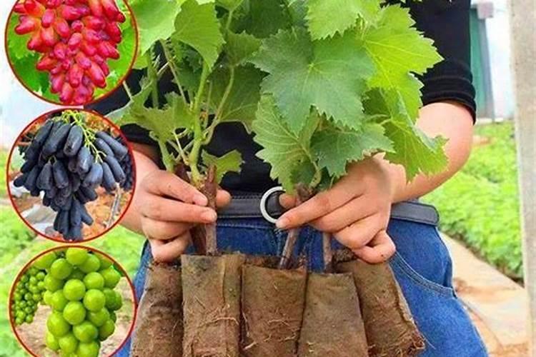 烟台莱阳肥料厂有哪些