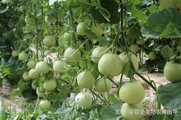 海南青桔种植需要修剪吗？为什么？