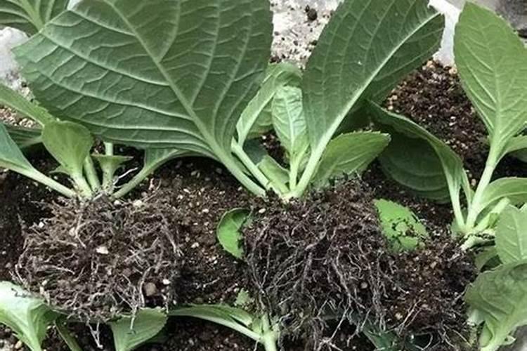 鲑鱼降钙素的注意事项