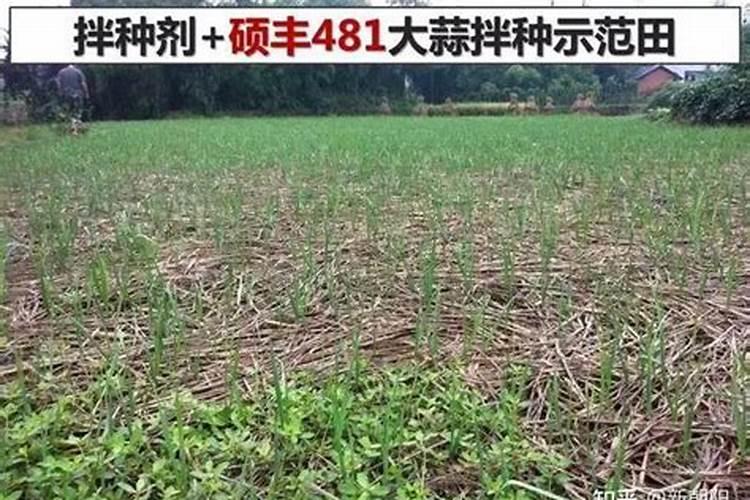 大蒜拌种最佳配方