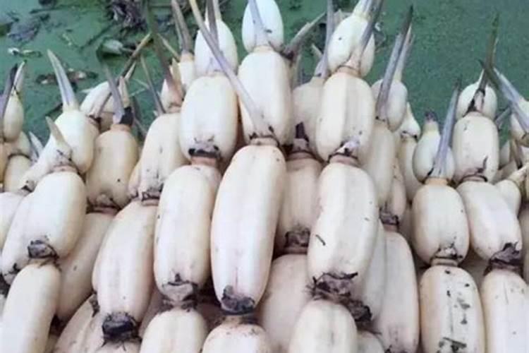 种植黄瓜使用喜满地水溶肥可以吗？