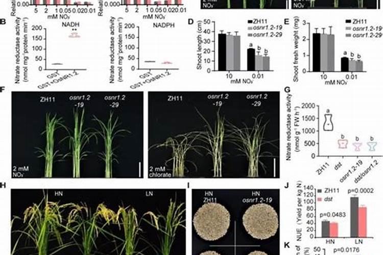水稻施肥时间与施肥技术