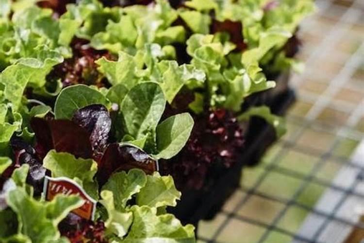 “大蒜黄金”蒜氨酸:市场升温,理性为要