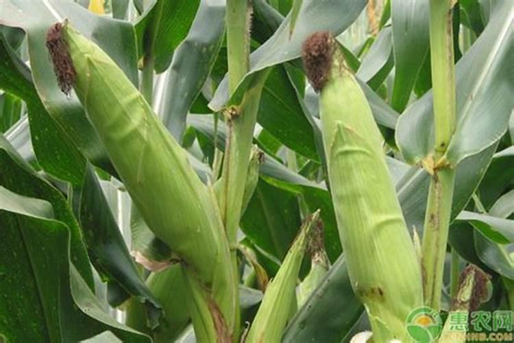 玉米用多少含量的复合肥