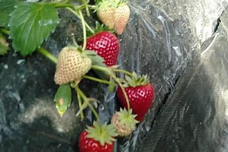 草莓施加何种肥料比较合适