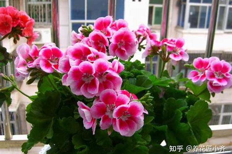 天竺葵喜欢什么肥料 天竺葵一年四季开花的窍门