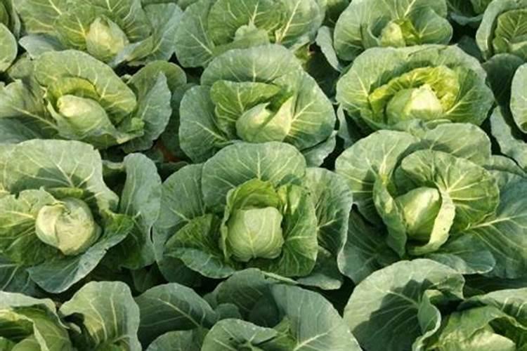 花草什么季节施肥最好