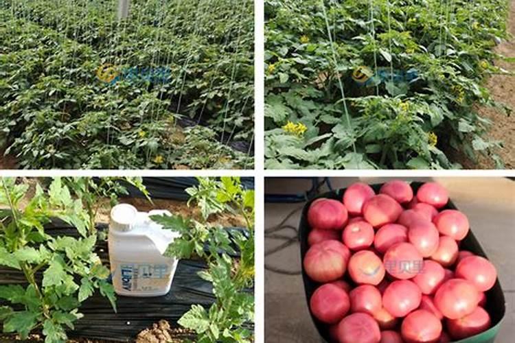 膨果水溶肥多长时间用一次？