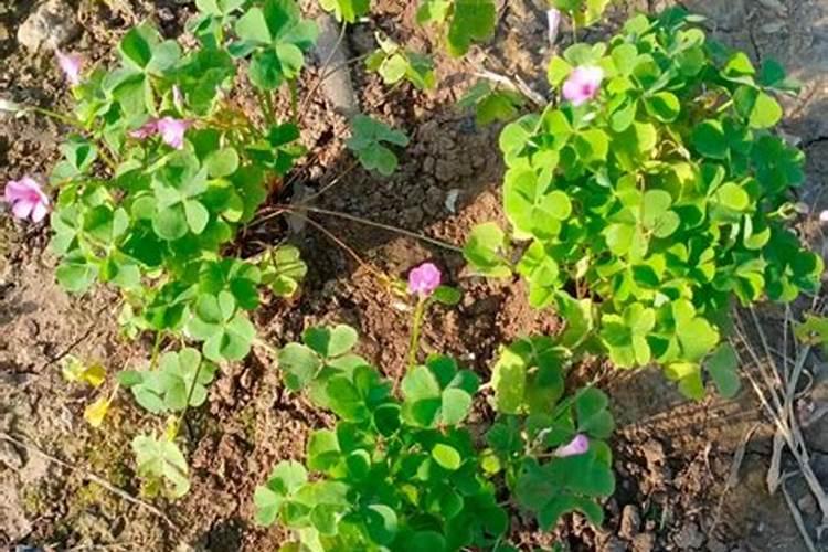 酢浆草花期需要上肥吗