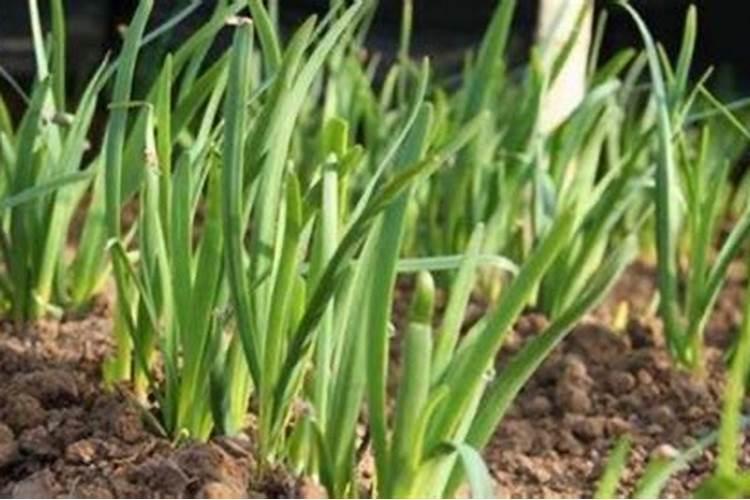 韭菜如何施肥浇水