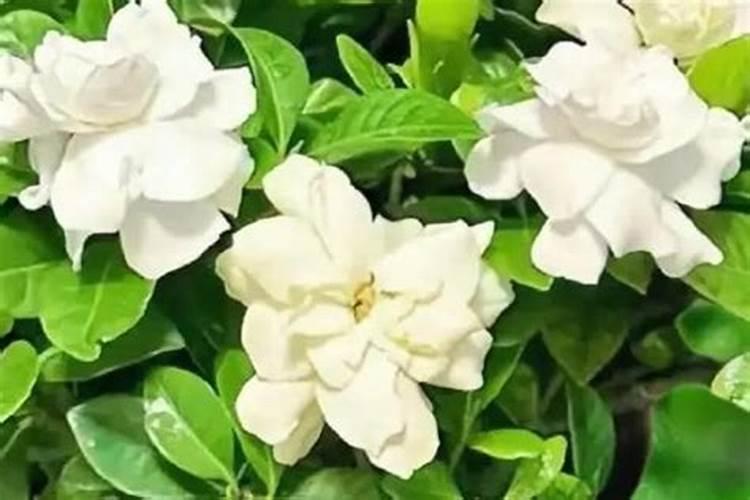 神农峰复合肥怎么样