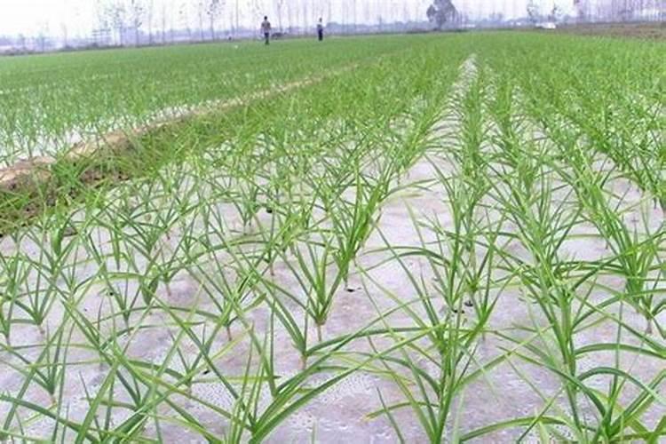 浇返青水上什么肥料