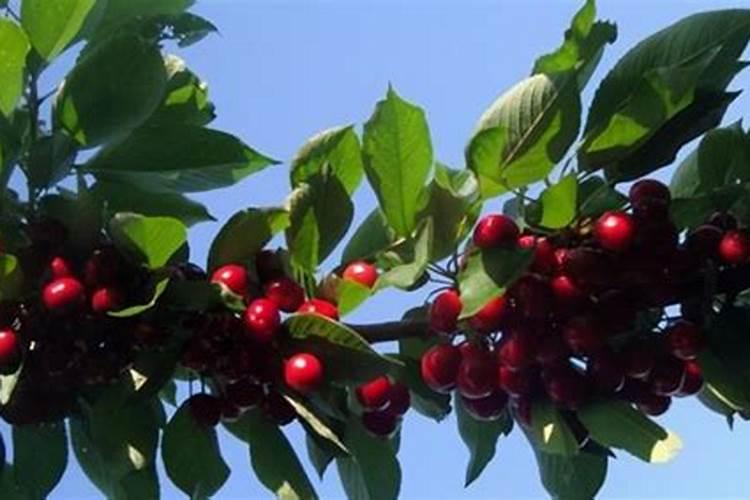 车厘子树苗适合几月份种植