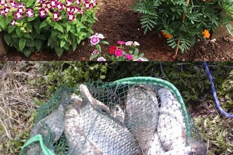 芝麻如何做花肥