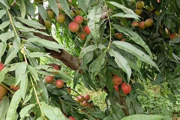 桂花树施什么肥合适