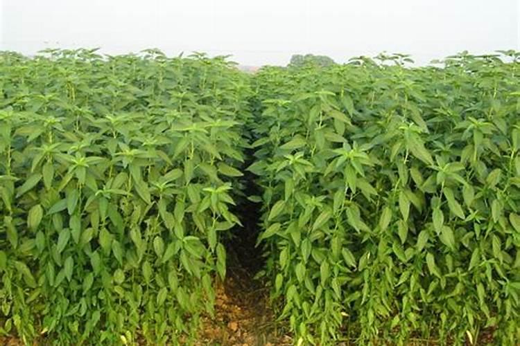 黄瓜定植后怎样施肥？