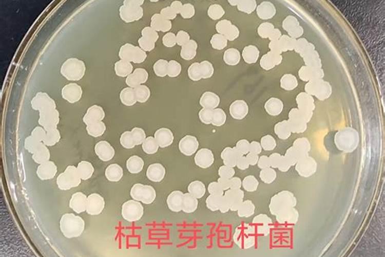 枯草芽孢杆菌能加芸苔素拌种吗？