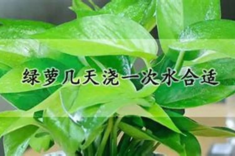 绿萝大概多久施一次肥？
