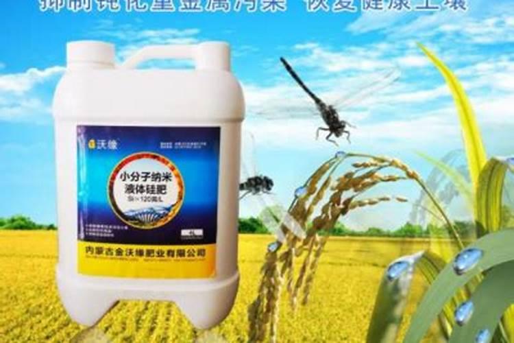 水培绿萝放什么长得快