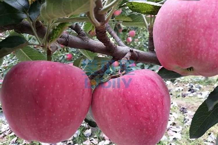 颗粒水溶肥效果,种植户赵大姐认证