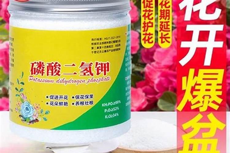 三角梅春天怎么施肥