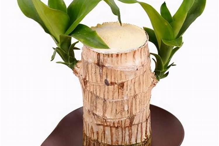 巴西木黄叶子怎么补救