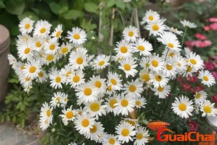 矿源黄腐酸钾哪种好？黄腐酸钾具体有什么用？怎么施肥好