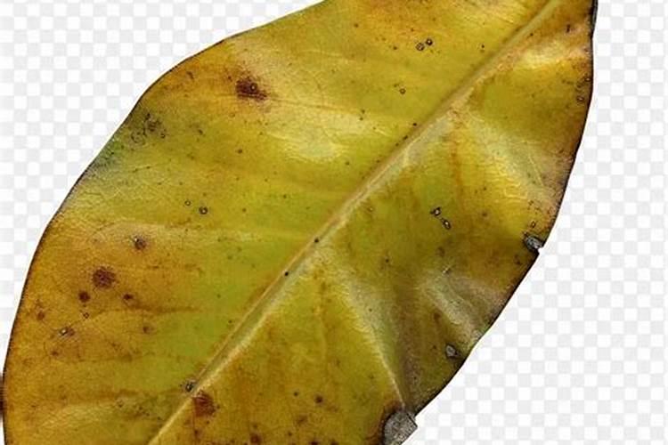 枯树叶如何沤肥