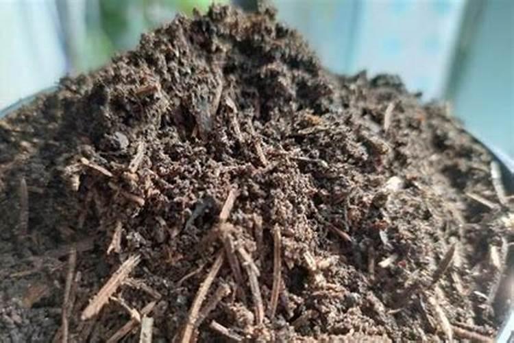 杜鹃花种植时,需要哪种土壤？