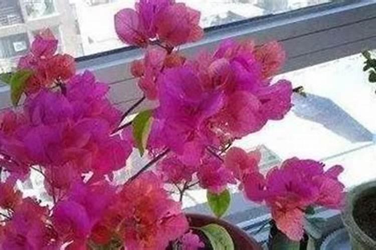 三角梅不施肥想开花不可能