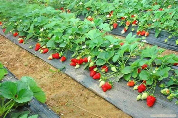 乐土103小麦品种