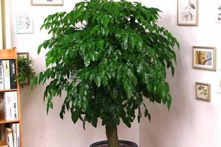 幸福树怎么施肥