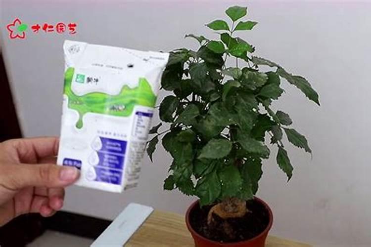 幸福树如何施肥施什么肥